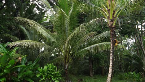 Tall-palm-trees-in-a-beautiful-and-peaceful-backyard-with-a-grill-on-an-overcast-day