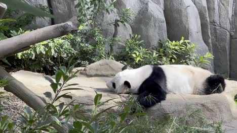 Handheld-motion-capturing-a-lazy-sleepy-giant-panda,-ailuropoda-melanoleuca,-sleeping-on-the-belly-after-a-big-feast-on-a-relaxing-afternoon-in-its-habitat