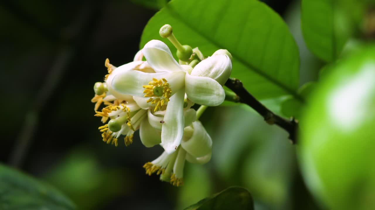 Premium stock video - Beautiful white and yellow plumeria wilting after ...