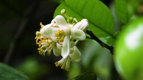 Hermosa-Plumeria-Blanca-Y-Amarilla-Que-Se-Marchita-Después-De-La-Primavera-|-Leis-Flor-De-Frangipani-Común-Abeja