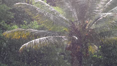 Wide-shot-of-a-palm-tree-standing-strong-during-a-rain-storm