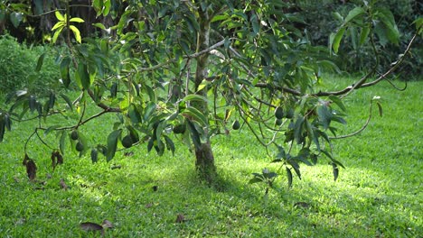 Neigen-Sie-Sich-Auf-Einem-Schönen,-Gesunden-Avocadobaum-In-Einem-Gemütlichen-Hinterhof-Auf-Der-Großen-Insel-Hawaii