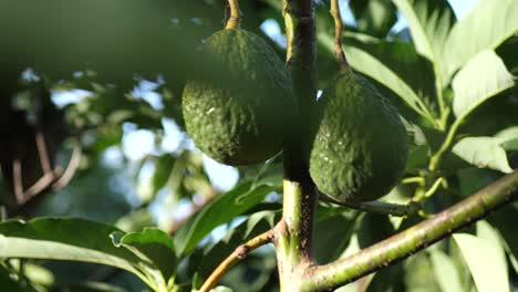 Two-bright-green-avocados-hang-from-the-tree-as-they-grow-with-a-camera-movement-pushing-in