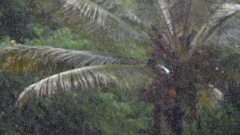 Down-pour-of-small-rain-droplets-fall-on-large-palm-tree-during-a-storm-on-the-big-Island-in-Hawaii