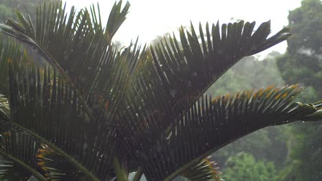 Close-up-pan-on-palm-trees-during-a-rain-storm