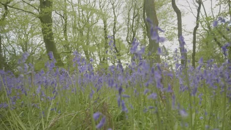 slow-motion,-trees-dandelions-and-bluebells-in-the-forest-in-spring-time