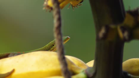 Camera-pans-around-a-rope-with-a-golden-dust-day-gecko-hiding-behind-it