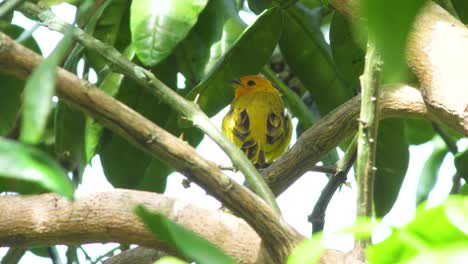 bright-yellow-saffron-finch-in-Hawaii-big-island-calling-out-to-other-birds-with-its-black-beak-while-in-the-shade-of-a-tree-in-the-natural-forest