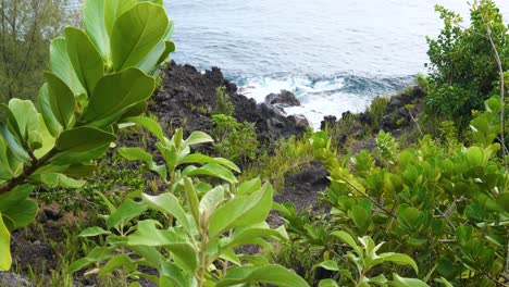 Leuchtend-Grüne-Pflanzen-Entlang-Der-Küste-Der-Big-Island-Hawaii-Winken-Im-Wind,-Während-Der-Pazifische-Ozean-Hinter-Ihnen-Auf-Die-Küste-Stürzt