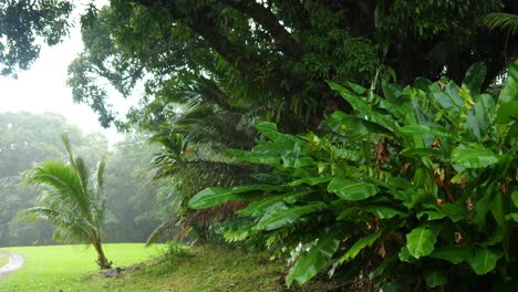 Wide-shot-with-a-path-leading-towards-large-banana-leaves-getting-rained-on