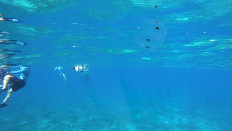 Luna-Medusa-Aislado-Nada-Cerca-De-Un-Pueblo-Snorkeling-|-Medusas-Aisladas-En-El-Océano-Cerca-De-Un-Fondo-De-Video-De-La-Costa-En-4k