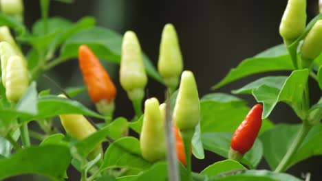 Red-yellow-and-orange-Hawaiian-chili-peppers-growing-on-a-healthy-green-vibrant-plan-ready-for-eating