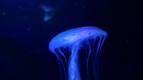 Jellyfish-swimming-in-water-in-an-aquarium