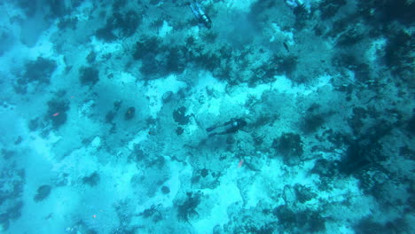 Three-people-enjoying-scuba-diving-in-deep-ocean-|-Scuba-divers-enjoying-deep-dive-and-looking-fishes-in-deep-blue-ocean-enjoying-scuba-diving-adventure-video-in-4k|30-FPS