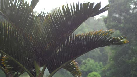 Kleine-Regentropfen-Fallen-Während-Eines-Leichten-Sturms-Auf-Nach-Oben-Gerichtete-Palmenblätter
