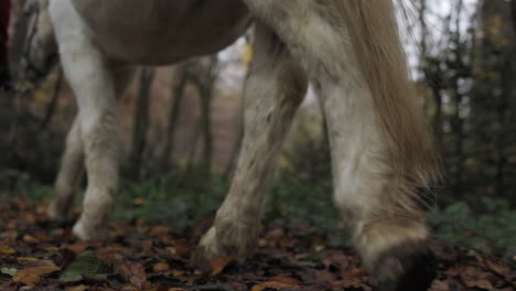Weißes-Pferd,-Das-Auf-Einem-Kleinen-Pfad-Durch-Waldzeitlupe-Geht