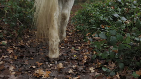 White-horse-walking-on-a-little-path-through-forest-slow-motion