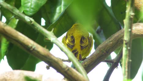 Bright-green-leaves-pass-through-the-frame-from-wind-while-focused-on-a-yellow-saffron-finch-in-Hawaii-Big-Island