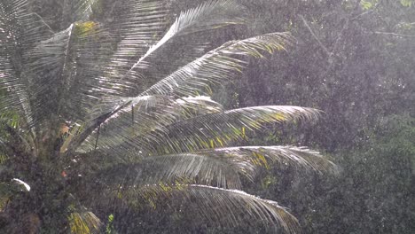 sun-light-shining-through-the-rain-particles-and-landing-on-large-palm-leaves-reflecting-beautiful-color