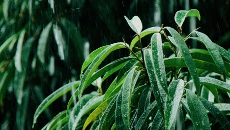 Slow-reveal-of-raindrops-hitting-leaves-on-plant-during-cloudy-day-in-slowmotion