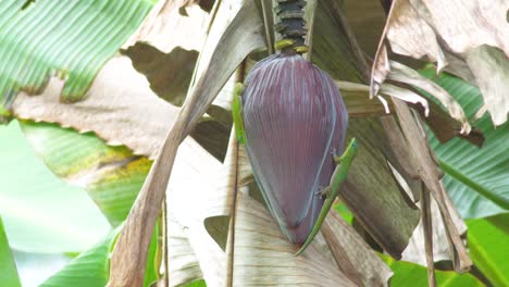 Two-gold-dust-day-gecko's-crawl-around-flowering-banana-tree-in-Big-Island-Hawaii