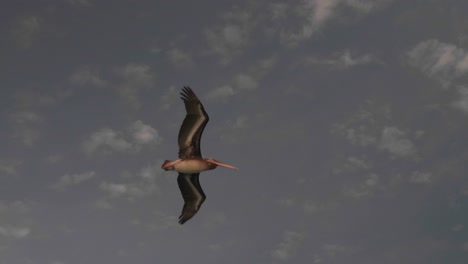 4K-shot-of-Pelican-flying-in-Paracas,-Peru