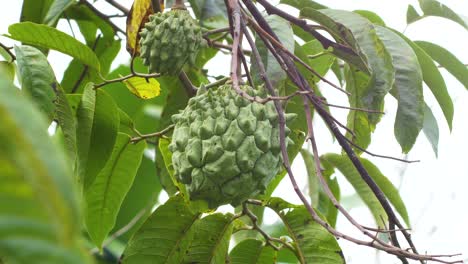 Cherimoya-frucht-Wächst-Auf-Baum-In-Hawaii-Big-Island