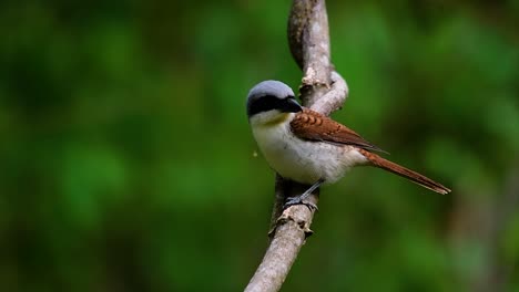 The-Tiger-Shrike-got-its-name-from-the-Tiger-like-pattern-on-its-feathers-as-it-is-also-a-predator-of-a-bird-that-feeds-on-insects,-very-small-mammals,-and-even-birds-of-its-size