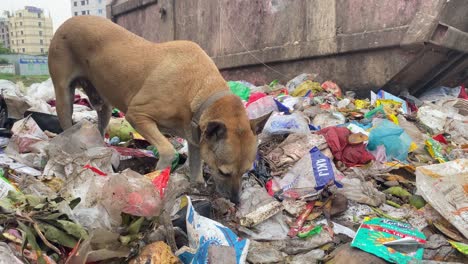 Dog-eating-meat-from-garbage-scrap-at-an-urban-waste-landfill