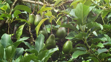 Gruppenfamilie-Von-Avocados,-Die-Im-Wald-Auf-Hawaii-Big-Island-Wachsen