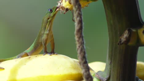 El-Gecko-Diurno-De-Polvo-De-Oro-Alcanza-Altura-Y-Come-Fruta-De-Membrillo-Continuamente-Y-La-Devora