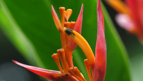Pequeña-Hormiga-Negra-Sube-Por-La-Pinza-De-Langosta-Heliconia-Rojo-Vibrante-Y-Flor-De-Naranja-|-Isla-Grande-Hawaii-Biodiversidad-Flor-Al-Aire-Libre