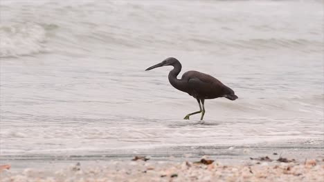 The-Pacific-Reef-Heron-can-be-found-in-different-oceanic-areas-in-Asia-and-can-be-difficult-to-identify-when-it-is-in-its-Light-Morph