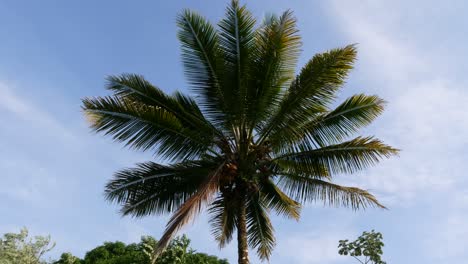 Zeitraffer-Einer-Einzelnen-Palme-An-Einem-Windigen-Tag-Auf-Der-Großen-Insel-Hawaii