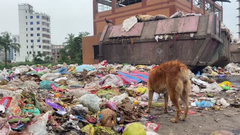 Perro-Comiendo-Comida-Podrida-Del-Vertedero-De-Residuos-Urbanos