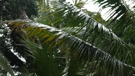 Large-palm-tree-leaves-blow-in-the-wind-during-a-light-rain-storm-in-the-jungle-of-Hawaii