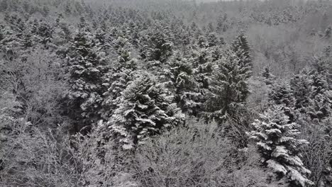 Aerial-Snowy-Black-Forest-in-Winter,-orbit-shot-around-fir-tree