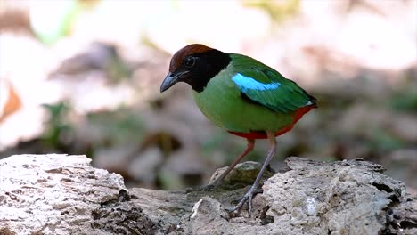 Commonly-found-in-the-Southeast-Asia-and-quite-a-friendly-bird