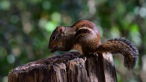 The-Indochinese-Ground-Squirrel-is-commonly-found-in-Thailand-just-about-anywhere-it-can-thrive