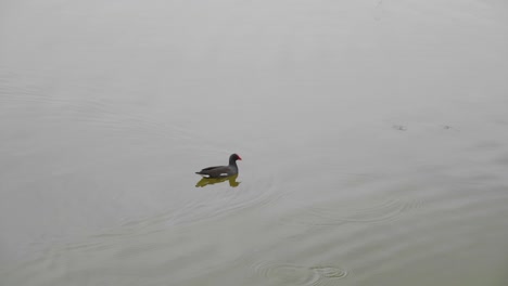 4K-shot-of-bird-swimming-in-pond-in-Huacachina,-Peru