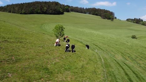 Aerial-Cows-grazing-on-a-beautiful,-calm-and-sunny-meadow-in-the-Black-Forest