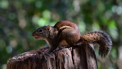 The-Indochinese-Ground-Squirrel-is-commonly-found-in-Thailand-just-about-anywhere-it-can-thrive