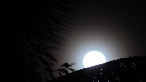 Full-moon-rises-over-the-leaf-of-a-palm-tree-in-Big-Island-Hawaii
