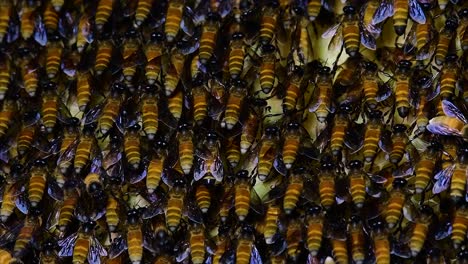 Honey-Bees-are-known-to-build-large-colonies-of-nest-with-symmetrical-pockets-made-of-wax-for-them-to-store-honey-as-their-food-source