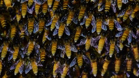 Es-Ist-Bekannt,-Dass-Honigbienen-Große-Nestkolonien-Mit-Symmetrischen-Taschen-Aus-Wachs-Bauen,-Um-Honig-Als-Nahrungsquelle-Zu-Speichern