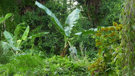 Single-large-leaf-banana-leaf-stands-tall-in-the-Hawaiian-forest-on-the-Big-Island