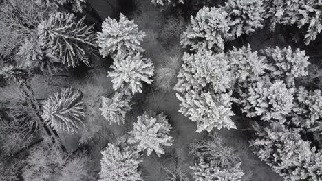 Aerial-Snowy-Black-Forest-in-Winter,-fir-trees,-top-down-shot
