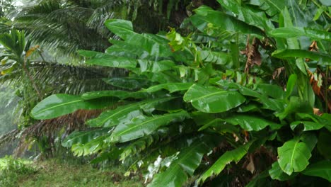 Medium-shot-of-large-green-hardy-banana-leaves-during-a-rain-storm