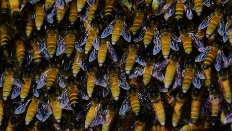 Honey-Bees-are-known-to-build-large-colonies-of-nest-with-symmetrical-pockets-made-of-wax-for-them-to-store-honey-as-their-food-source