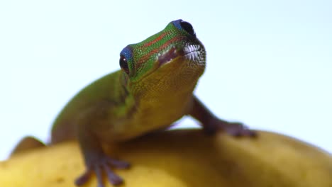 Primer-Plano-De-Un-Gecko-Diurno-De-Polvo-De-Oro-Mirando-A-Su-Alrededor-Activamente-Con-Un-Ojo-Azul-Sobre-Sus-Ojos-Sentado-En-La-Fruta-De-Membrillo